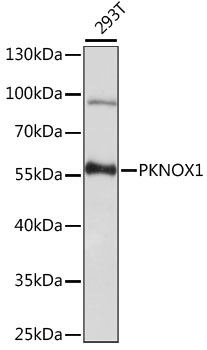 PKNOX1 Rabbit Polyclonal Antibody