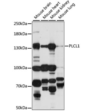 PLCL1 Rabbit Polyclonal Antibody