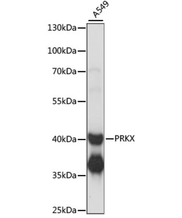PRKX Rabbit Polyclonal Antibody