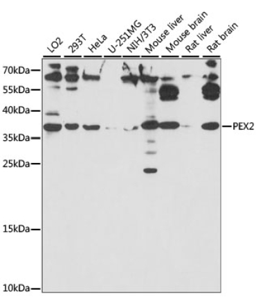 PEX2 Rabbit Polyclonal Antibody