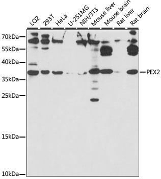 PEX2 Rabbit Polyclonal Antibody