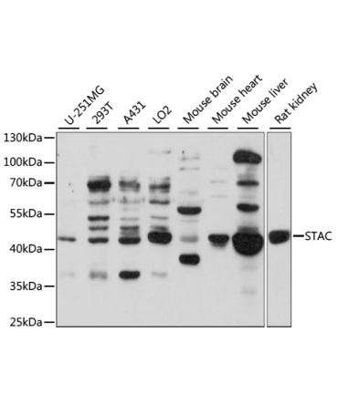STAC Rabbit Polyclonal Antibody