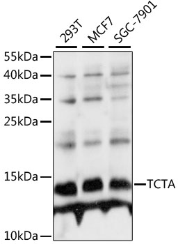TCTA Rabbit Polyclonal Antibody