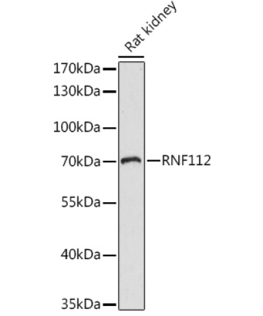 RNF112 Rabbit Polyclonal Antibody