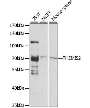 THEMIS2 Rabbit Polyclonal Antibody