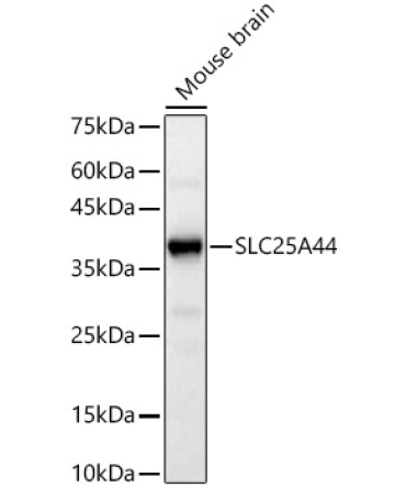 SLC25A44 Rabbit Polyclonal Antibody