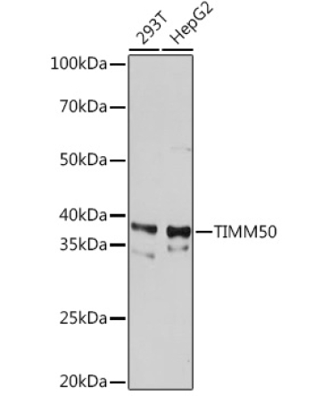 TIMM50 Rabbit Monoclonal Antibody