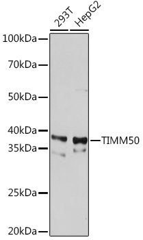 TIMM50 Rabbit Monoclonal Antibody