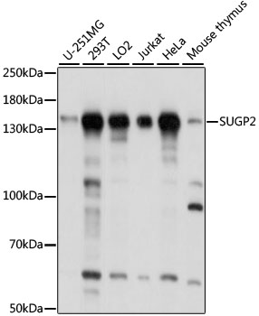 SUGP2 Rabbit Polyclonal Antibody