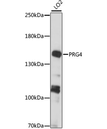 PRG4 Rabbit Polyclonal Antibody