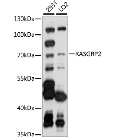 RASGRP2 Rabbit Polyclonal Antibody
