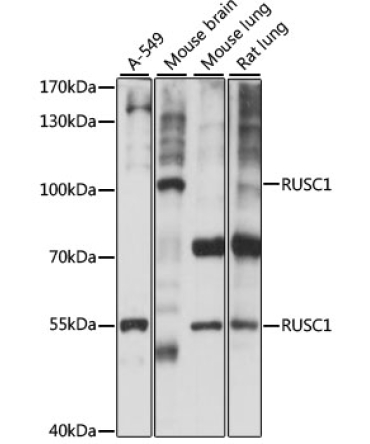 RUSC1 Rabbit Polyclonal Antibody