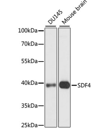 SDF4 Rabbit Polyclonal Antibody