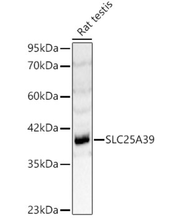 SLC25A39 Rabbit Polyclonal Antibody