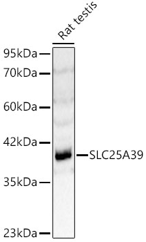 SLC25A39 Rabbit Polyclonal Antibody