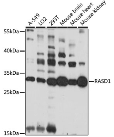 RASD1 Rabbit Polyclonal Antibody