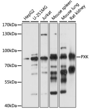 PXK Rabbit Polyclonal Antibody