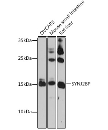 SYNJ2BP Rabbit Polyclonal Antibody
