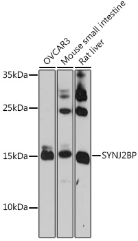 SYNJ2BP Rabbit Polyclonal Antibody