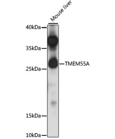 TMEM55A Rabbit Polyclonal Antibody