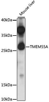 TMEM55A Rabbit Polyclonal Antibody