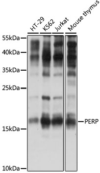 PERP Rabbit Polyclonal Antibody