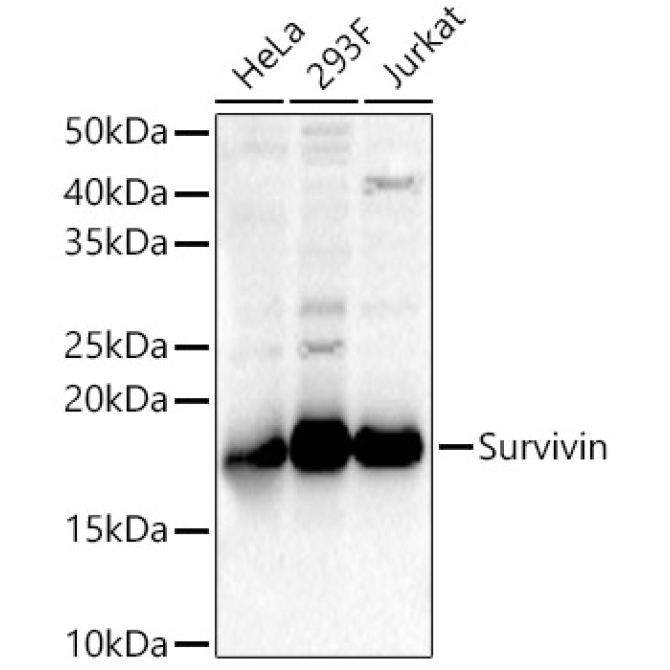 Survivin Rabbit Polyclonal Antibody