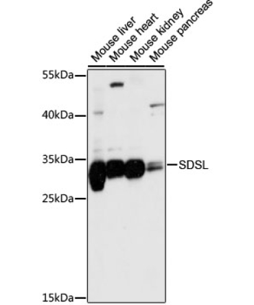 SDSL Rabbit Polyclonal Antibody