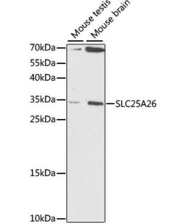 SLC25A26 Rabbit Polyclonal Antibody
