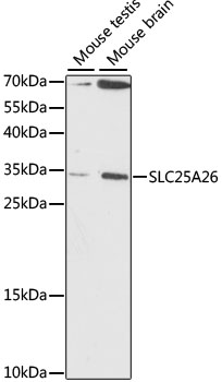 SLC25A26 Rabbit Polyclonal Antibody