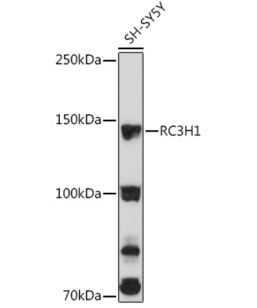 RC3H1 Rabbit Polyclonal Antibody