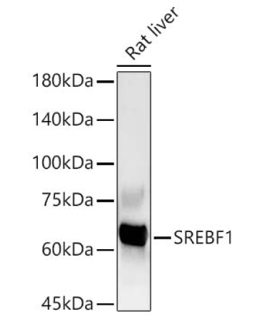 SREBF1 Rabbit Polyclonal Antibody