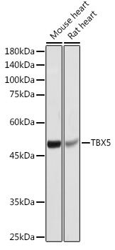 TBX5 Rabbit Polyclonal Antibody