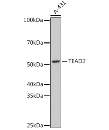 TEAD2 Rabbit Polyclonal Antibody