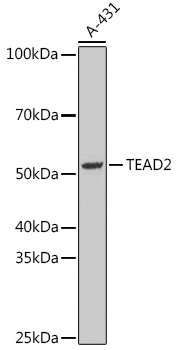 TEAD2 Rabbit Polyclonal Antibody