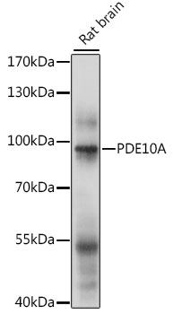 PDE10A Rabbit Polyclonal Antibody