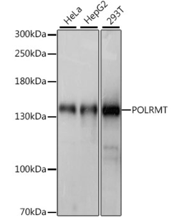 POLRMT Rabbit Polyclonal Antibody