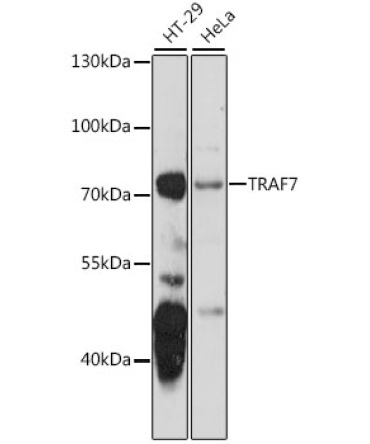 TRAF7 Rabbit Polyclonal Antibody