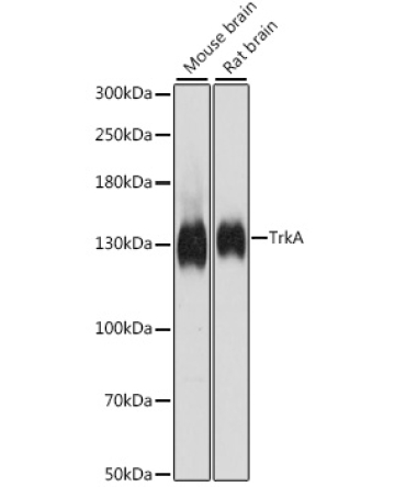 TrkA Rabbit Polyclonal Antibody