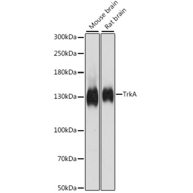 TrkA Rabbit Polyclonal Antibody