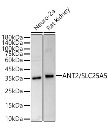 SLC25A5 Rabbit Polyclonal Antibody