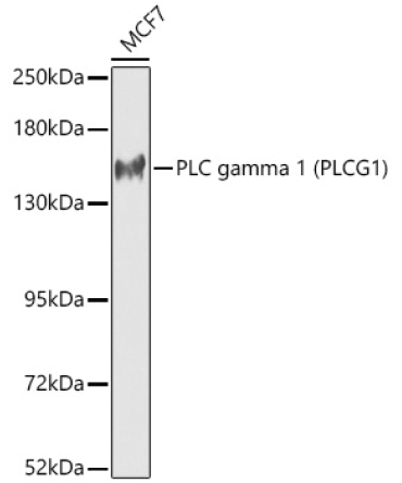 PLC gamma 1 (PLCG1) Rabbit Polyclonal Antibody