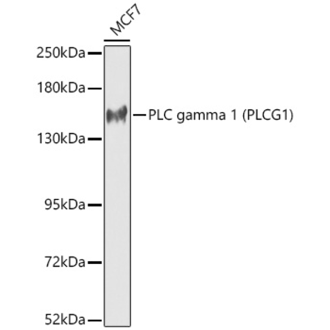 PLC gamma 1 (PLCG1) Rabbit Polyclonal Antibody