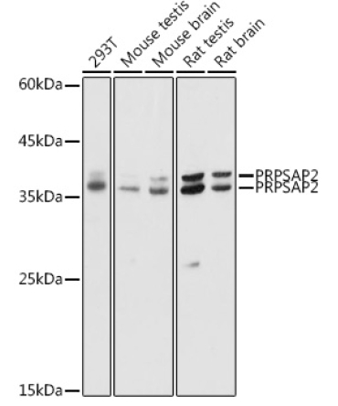 PRPSAP2 Rabbit Polyclonal Antibody
