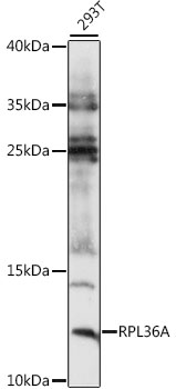 RPL36A Rabbit Polyclonal Antibody