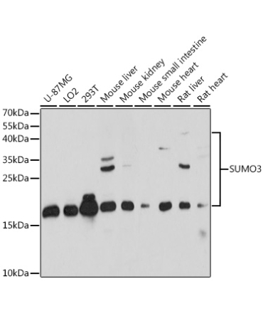SUMO3 Rabbit Polyclonal Antibody