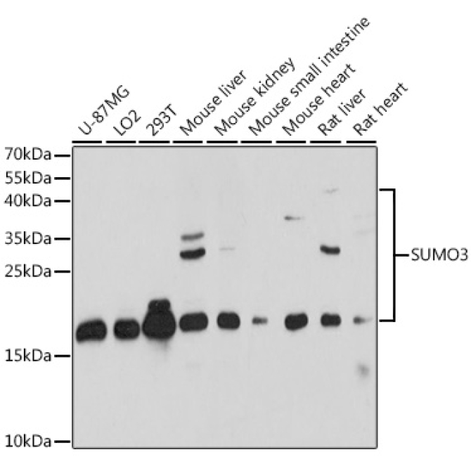 SUMO3 Rabbit Polyclonal Antibody