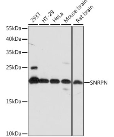 SNRPN Rabbit Polyclonal Antibody