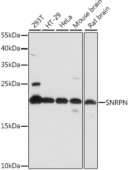 SNRPN Rabbit Polyclonal Antibody