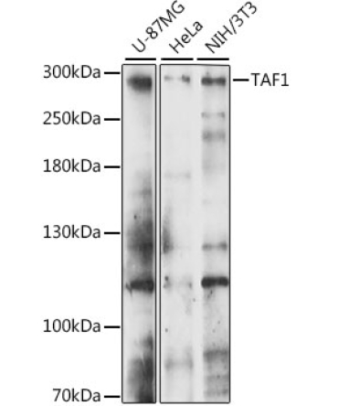 TAF1 Rabbit Polyclonal Antibody